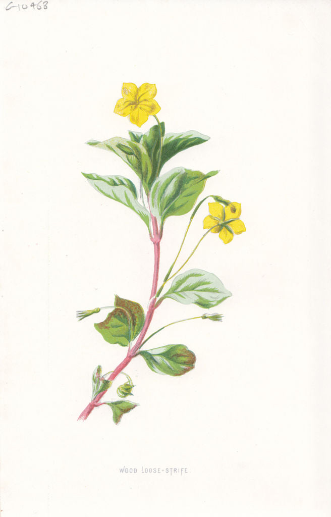 FLOWERS. Wood Loosestrife c1895 old antique vintage print picture